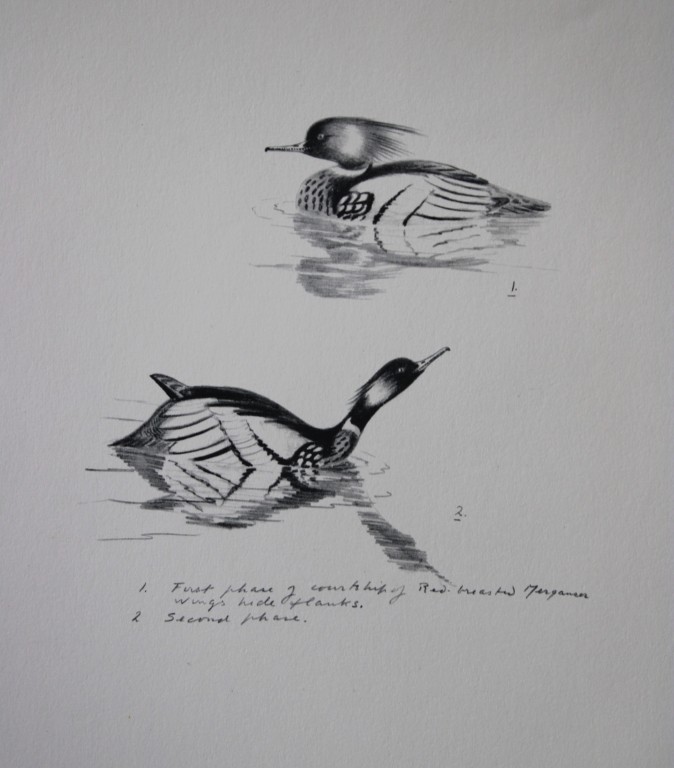 Philip Rickman - Print of pencil drawings of Red Breasted Mergansers1938