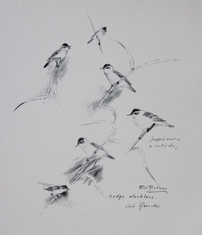 Philip Rickman - Print of pencil drawings of Sedge Warblers 1938