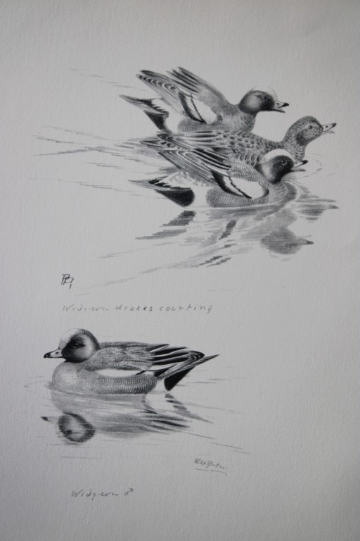 Philip Rickman - Print of pencil drawings of Wigeons 1938