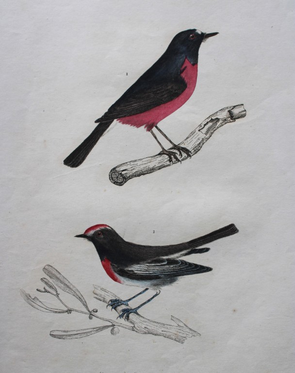 Jardine & Selby - Engraving of Latham's Flycatcher from Illustrations of Ornithology 1826-43