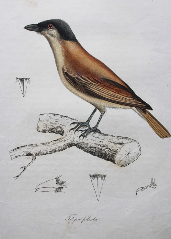 Jardine & Selby - Engraving of Black-crowned Tityra from Illustrations of Ornithology 1826-43