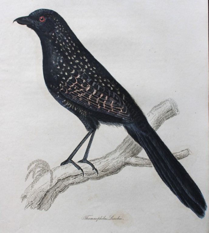 Jardine & Selby - Engraving of Leach's Bush-Shrike from Illustrations of Ornithology 1826-43