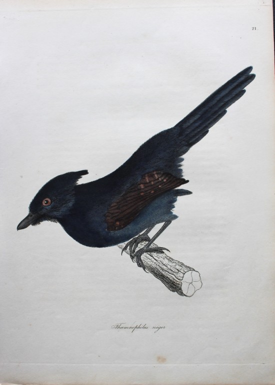 Jardine & Selby - Engraving of Greyish-black Bush Shrike from Illustrations of Ornithology 1826-43