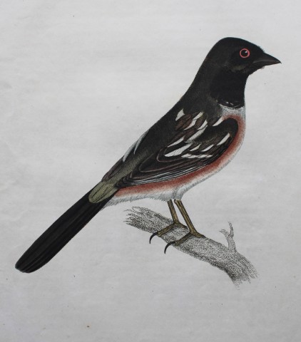 Jardine & Selby - Engraving of Spotted Towhee from Illustrations of Ornithology 1826-43