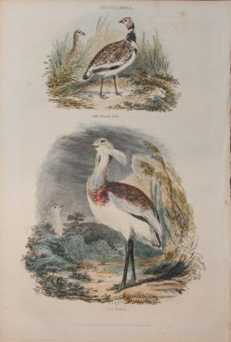 Charles Partington - Hand coloured engraving of Bustards 1835
