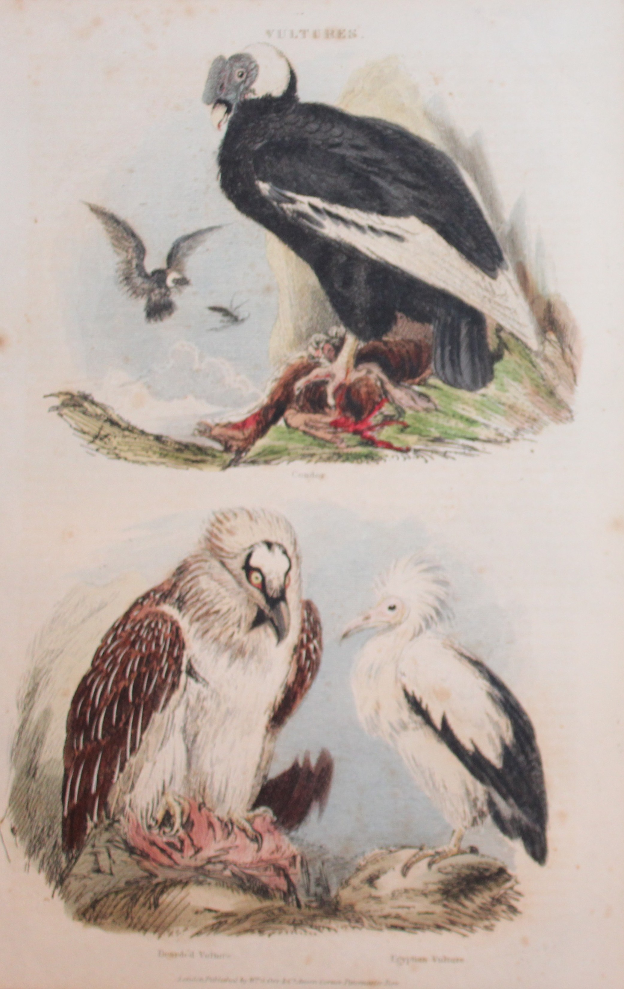 Charles Partington - Hand coloured engraving of Vultures 1835