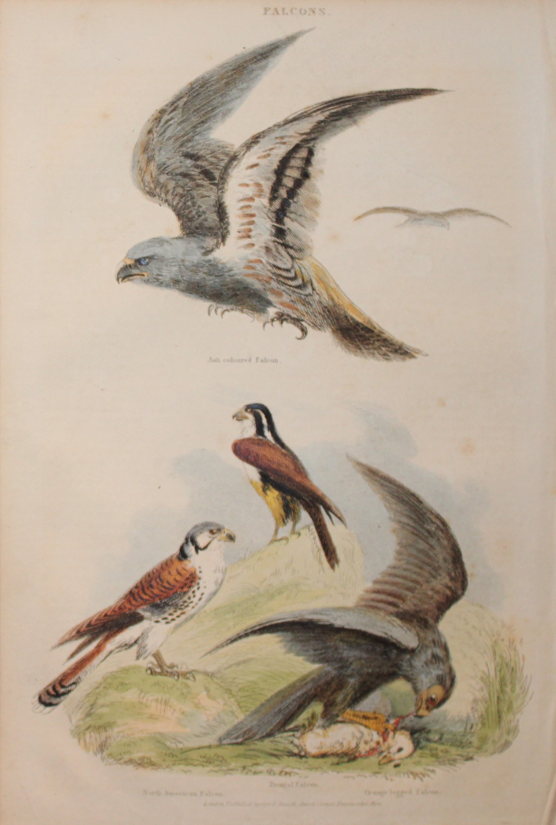Charles Partington - Hand coloured engraving of Falcons 1835