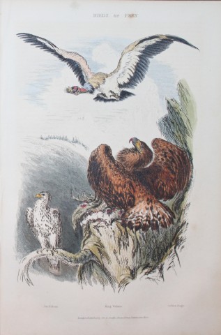 Charles Partington - Hand coloured engraving of Birds of Prey 1835
