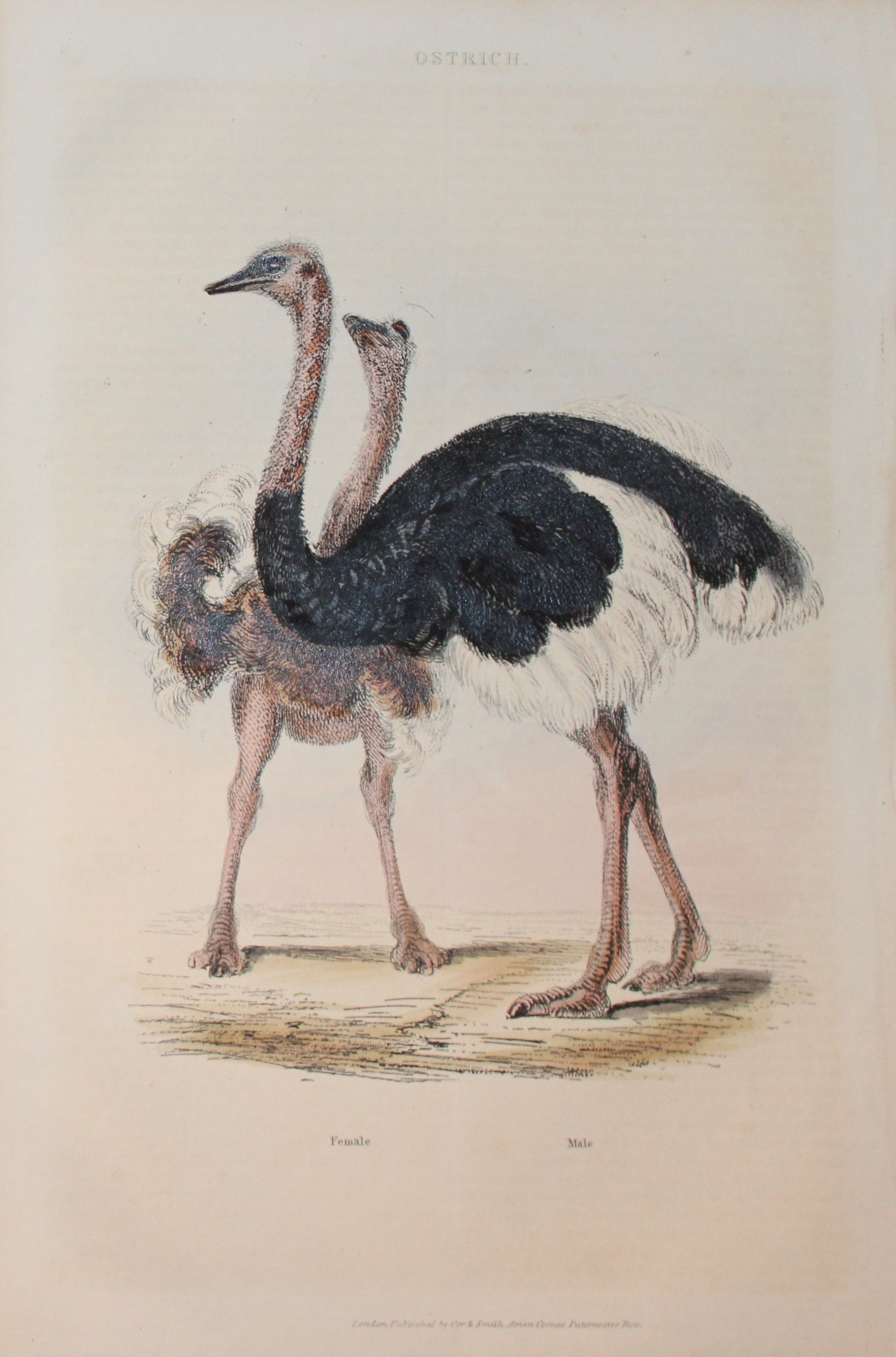Charles Partington - Hand coloured engraving of Ostrich 1835