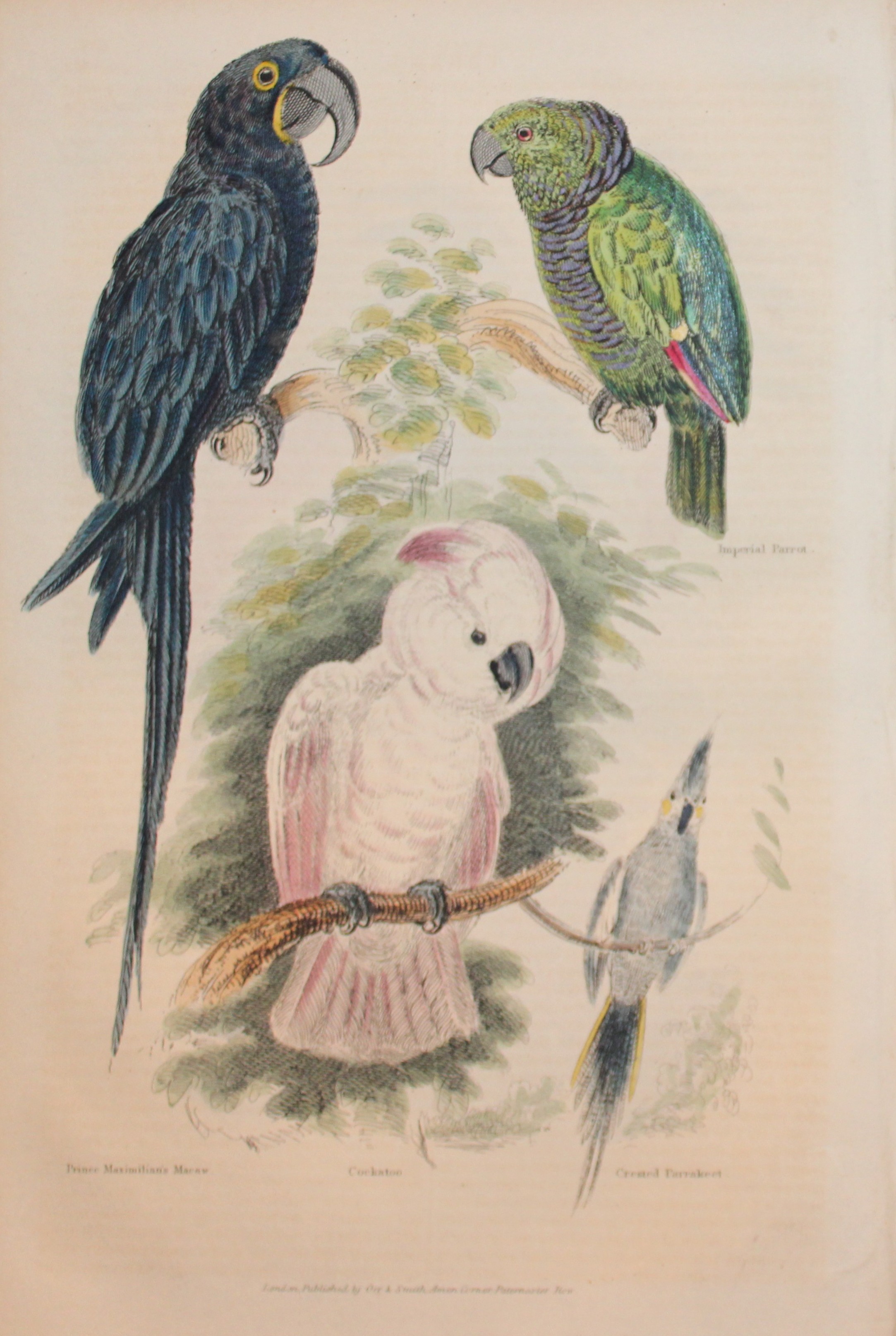 Charles Partington - Hand coloured engraving of Parrots and Cockatoo 1835