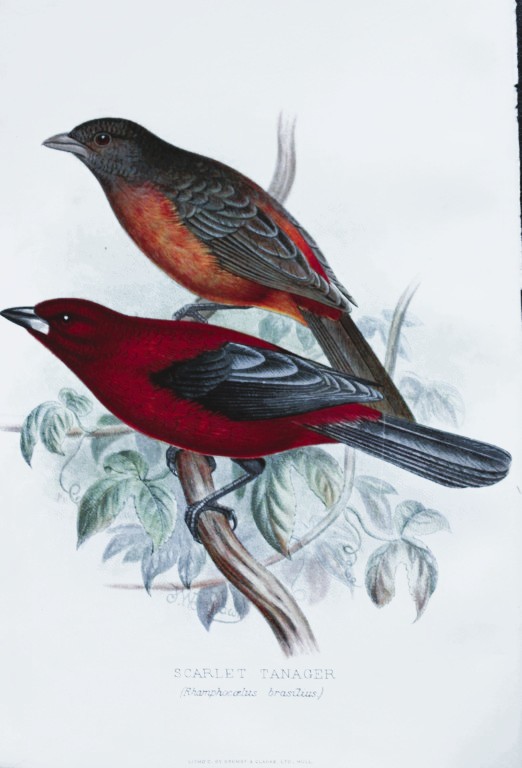 FW Frohawk - Antique print of foreign finches 1899