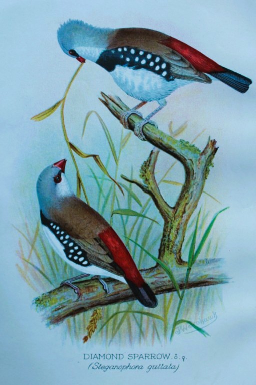 FW Frohawk - Antique print of foreign finches 1899