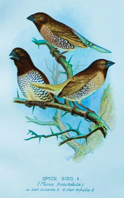 FW Frohawk - Antique print of foreign finches 1899