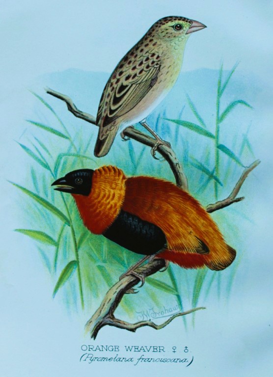 FW Frohawk - Antique print of foreign finches 1899