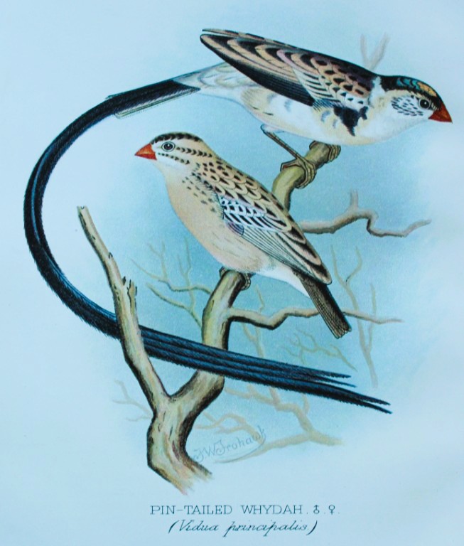 FW Frohawk - Antique print of foreign finches 1899