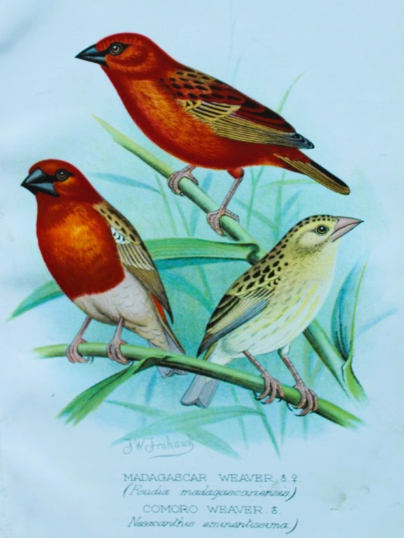 FW Frohawk - Antique print of foreign finches 1899