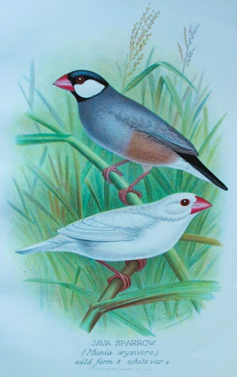 FW Frohawk - Antique print of foreign finches 1899