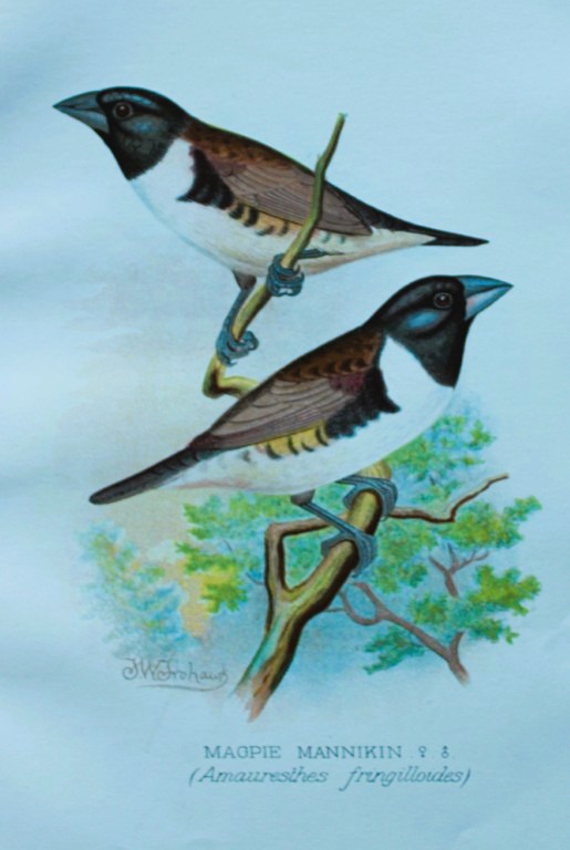 FW Frohawk - Antique print of foreign finches 1899