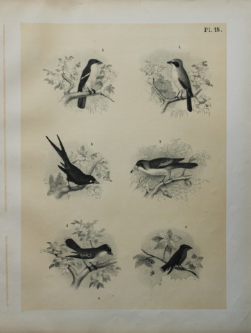 Theodore Jasper - Shrikes, Kingbird, King Crow etc 1878