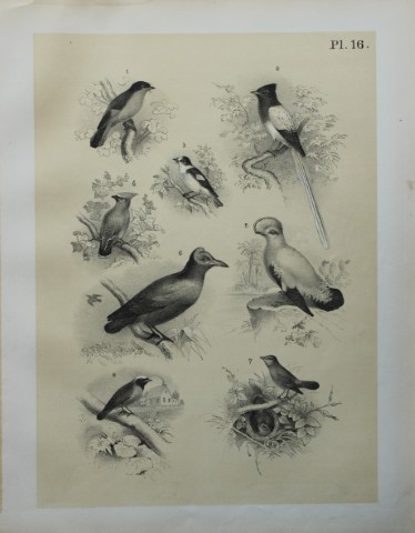 Theodore Jasper - Flycatchers, Nightingale etc 1878