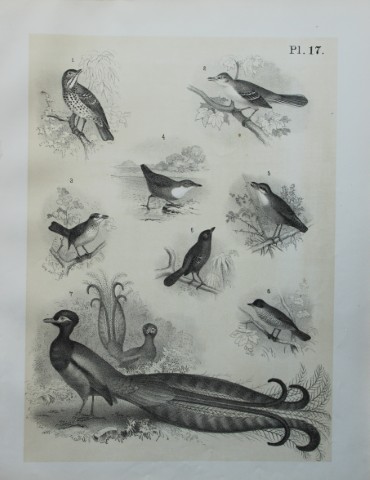 Theodore Jasper - Thrushes, Lyre Bird, Mocking Bird etc 1878