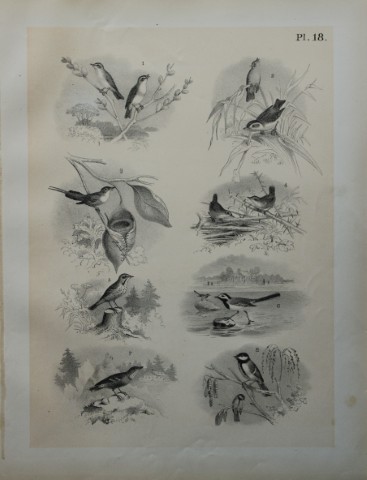 Theodore Jasper - Wrens, Tailor Bird, Tits, Wagtail etc 1878
