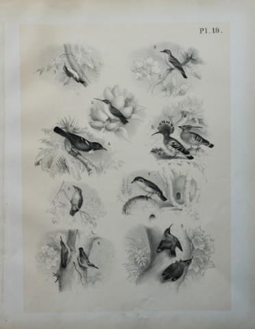 Theodore Jasper - Hoopoe, Thrush, Nuthatch etc 1878