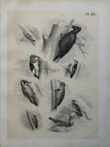 Theodore Jasper - Woodpeckers, Wryneck and Creeper 1878