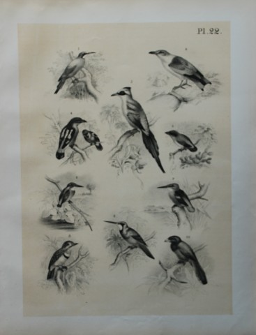 Theodore Jasper - Bee-eater, Todi, Jacamar, Trogon etc  1878