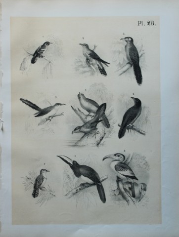 Theodore Jasper - Cuckoos, Kokil, Tok, Arapari etc 1878