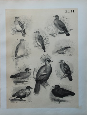Theodore Jasper - Pigeons and Doves 1878