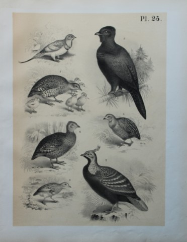 Theodore Jasper - Game Birds 1878