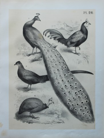 Theodore Jasper - Peacock and Guinea Fowl 1878