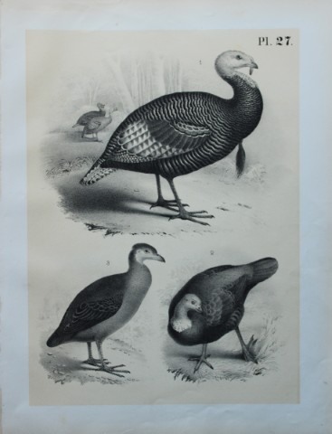 Theodore Jasper - Turkeys and Great-footed Hen 1878