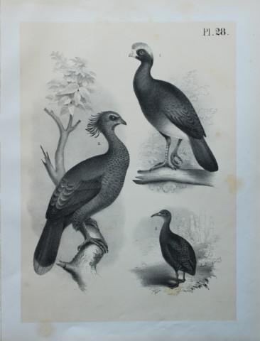 Theodore Jasper - Curassow, Guan and Tataupa 1878