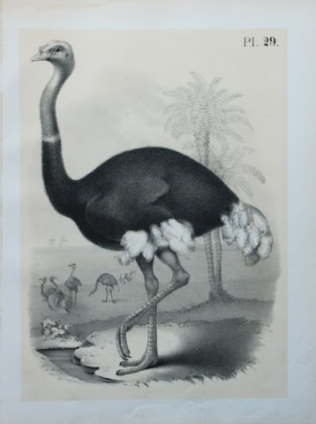 Theodore Jasper - The Ostrich 1878
