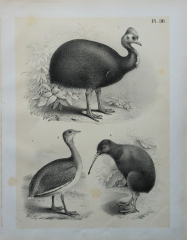 Theodore Jasper - Cassowary, Kiva-kiva and Great Bustard 1878