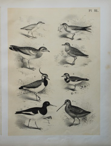Theodore Jasper - Plover, Curlew, Swallow etc 1878