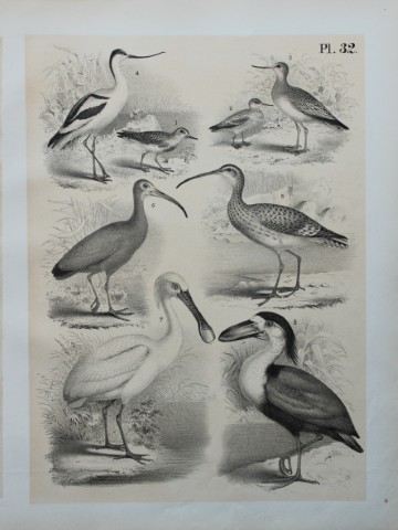 Theodore Jasper - Spoonbill, Boatbill, Ibis etc 1878