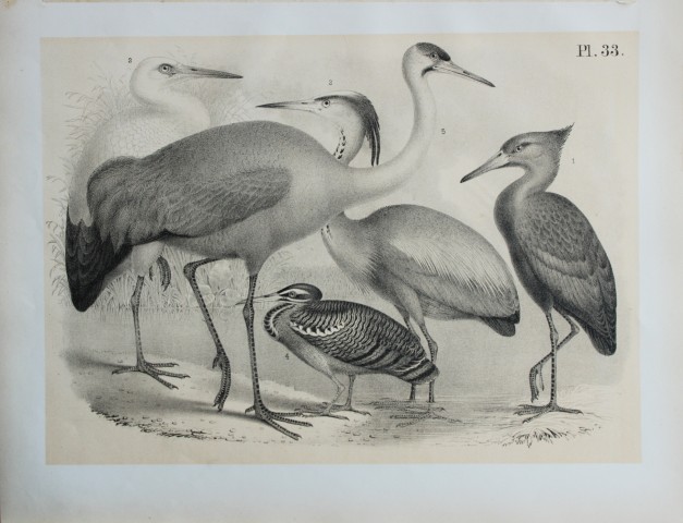 Theodore Jasper - Stork, Herons, Crane and Hammerhead 1878