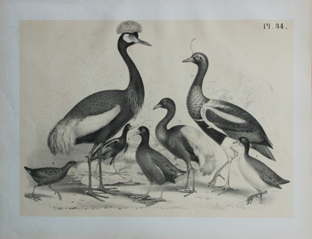 Theodore Jasper - Peacock Heron and Common Crane 1878