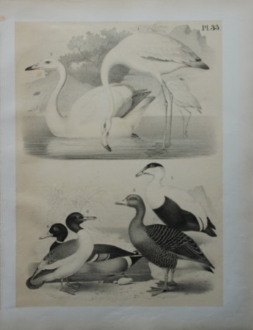 Theodore Jasper - Swan, Flamingo, Goose and Ducks 1878