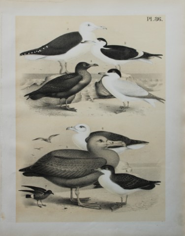 Theodore Jasper - Tern, Gull, Petrel, Albatross etc 1878