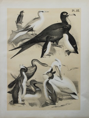 Theodore Jasper - Tropic Bird, Pelican, Auk, Guillemot etc 1878