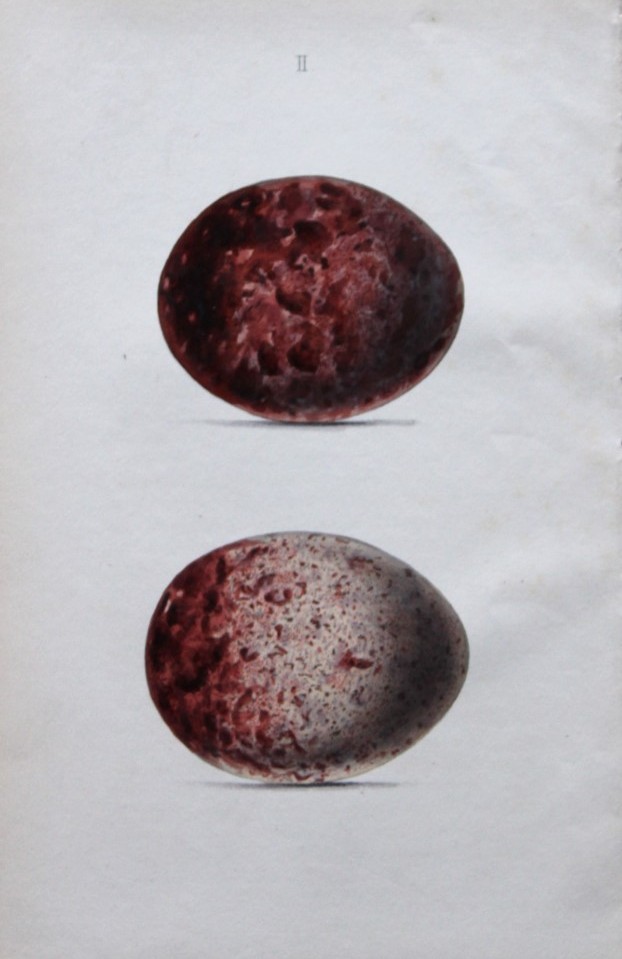 W Hewitson - Hand coloured engraving of Egyptian Vulture eggs 1856