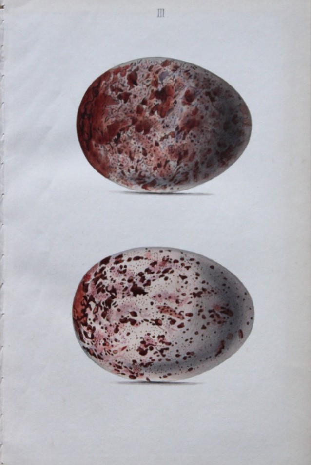 W Hewitson - Hand coloured engraving of Golden Eagle eggs 1856