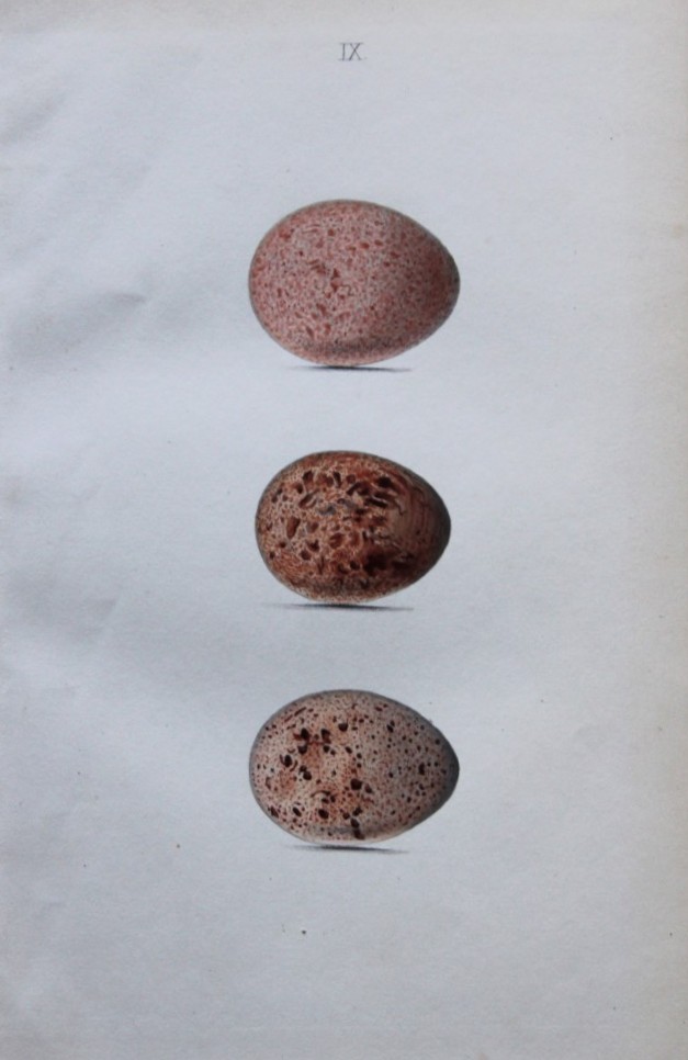 W Hewitson - Hand coloured engraving of Hobby and Red-footed Falcon eggs 1856