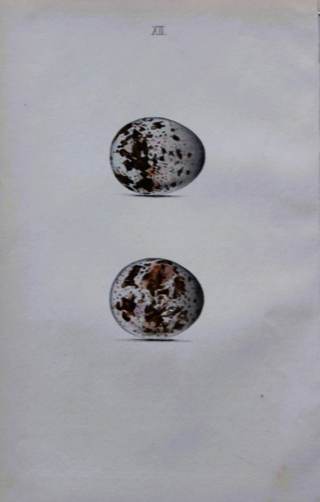 W Hewitson - Hand coloured engraving of Sparrow-hawk eggs 1856