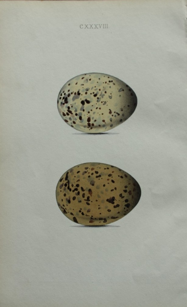 W Hewitson - Hand coloured engraving of Common Gull eggs 1856