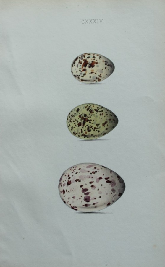 W Hewitson - Hand coloured engraving of Lesser Tern, Noddy Tern and Whiskered Tern eggs 1856